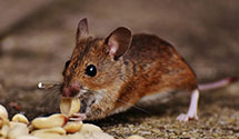 24 Hour & Emergency Exterminators in Cordova, TN
